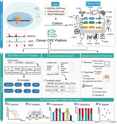 Cancer CRC: A Comprehensive Cancer Core Transcriptional Regulatory Circuit Resource and Analysis Platform